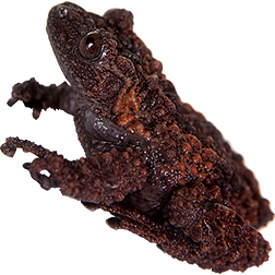 Gordon's Warty Frog